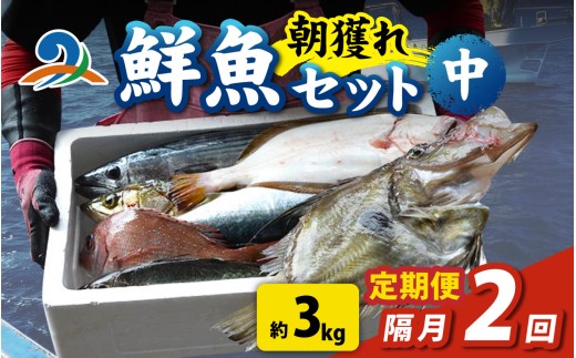 【定期便　隔月２回】【朝獲り】漁師厳選 鮮魚セット (中) 4種類以上 約3kg 魚 詰め合わせ 新鮮 煮物 焼き物 お造り 刺身 晩酌 食卓 BBQ 急速冷凍 真空パック 鮮魚セット 詰合せ 鮮魚店 厳選 お任せ 鮮度 産直 海鮮 加熱用 福井県 南越前町 越前 盛り合わせ おまかせ お楽しみ おつまみ おかず ご飯のお供 送料無料  2240927 - 福井県南越前町