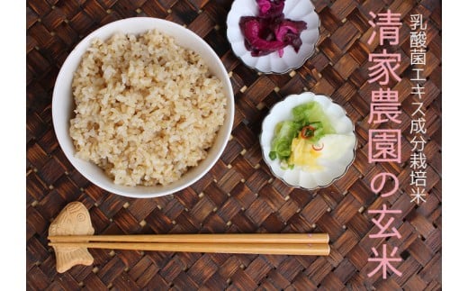【定期便ミニ】清家農園 錦米(にこまる)玄米3kg×3回お届け【特別栽培・農薬不使用】 2256720 - 高知県宿毛市