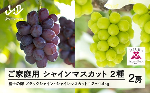 [ふるさと納税]先行予約 ぶどう 富士の輝 約600g シャインマスカット 約600g セット ご家庭用 令和7年産 2025年産 山形県山辺町産 ブラックシャインマスカット フルーツ 果物 bg-bufsk1200