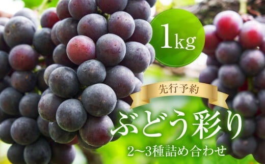 ＜先行予約＞ ぶどう彩り2～3種詰め合わせ 1kg | 品種おまかせ 朝採れ フルーツ 果物 食品 おいしい 人気 シャインマスカット マスカット 飛騨高山 ぶどうマルシェTSUZUKU SK001 2082541 - 岐阜県高山市