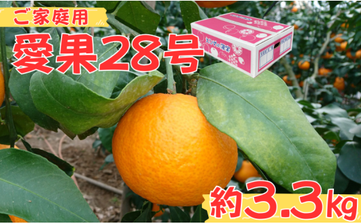 愛果28号 約3.3kg ご家庭用 みかん 柑橘 愛媛 【12月から順次発送予定】 先行予約 数量限定 人気 伊予市｜B456