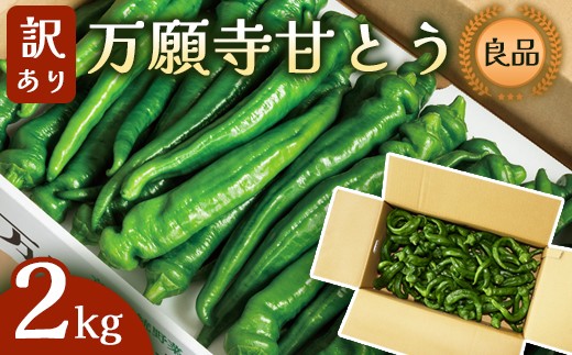 【訳あり】 万願寺甘とう 良品 2kg | 形・長さ不揃い 辛くない京野菜 夏限定 味覚 肉厚 ジューシー 京都産 旬 季節の野菜 詰め合わせ 京のブランド産品 京野菜 万願寺 まんがんじ 野菜 夏野菜 お土産 手土産 JA 京都 綾部