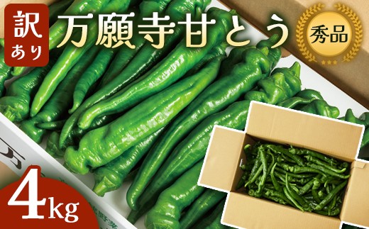 【訳あり】 万願寺甘とう 秀品 4kg | 長さ不揃い 辛くない京野菜 肉厚 ジューシー 京都産 旬 季節の野菜 詰め合わせ 京のブランド産品 京野菜 万願寺 まんがんじ 野菜 夏野菜 お土産 手土産 JA 京都 綾部