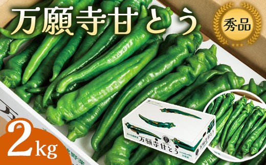 万願寺甘とう 秀品 2kg 【 肉厚 ジューシー 辛くない 唯一の京野菜 国産 旬 季節の野菜 詰め合わせ 京のブランド産品 京野菜 万願寺 野菜 夏野菜 化粧箱 地場野菜 お土産 手土産 JA 京都 綾部 】