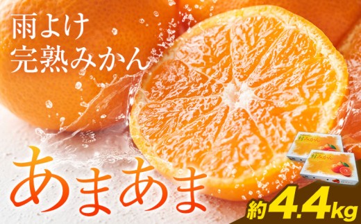 雨よけ完熟みかん「あまあま」選べる内容量 約4.4kg 正木久之《12月下旬-1月中旬》徳島県 佐那河内村 みかん ミカン 蜜柑 柑橘 箱入り 化粧箱 フルーツ 果物 くだもの 贈答【配送不可地域あり】※離島不可