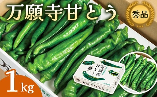 【2025年夏発送分】万願寺甘とう 化粧箱入 秀品 1kg 選べる容量 野菜 夏野菜 旬 地場産 地場野菜 地元野菜 発祥 伝統 京野菜 伝統野菜 万願寺とうがらし
