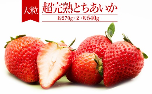 【先行受付:2月以降発送】いちご「茂木完熟いちご」 篠崎さんが育てた 朝どれ とちあいか 大粒 約270g×2パック 合計 約540g | いちご イチゴ 苺 とちあいか 完熟 果物 フルーツ くだもの 旬 産地直送 栃木県産 篠崎いちご園 栃木県 茂木町 2259429 - 栃木県茂木町
