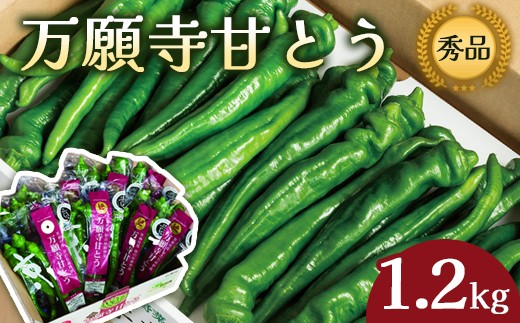 【2025年夏発送分】 万願寺甘とう 化粧箱入 秀品 1.2kg 野菜 万願寺 万願寺とうがらし 甘唐辛子 甘とう 辛くない 夏野菜 緑黄色野菜 伝統野菜 地場野菜 地物 農協直送 京野菜 特産品 詰め合わせ ギフト 旬の野菜 京都産 舞鶴産 京都 舞鶴 舞鶴市JA