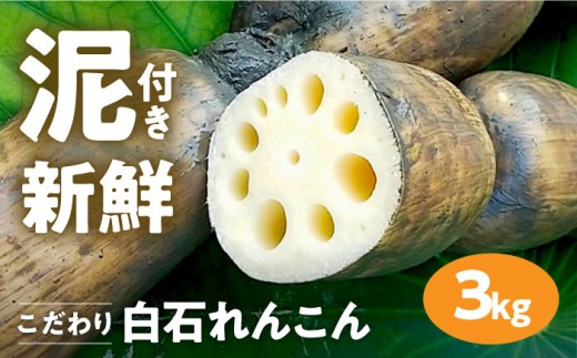 【R7年8月以降発送】【農家直送！】 れんこん（泥付き） 3kg 【れんこんの家やました】/レンコン 蓮根 佐賀県産 白石町産 野菜 根菜 高品質 九州 佐賀県 白石町 [IAW006]