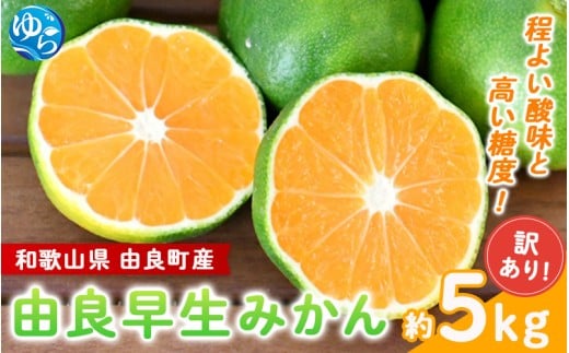 【訳あり】由良早生 みかん 約5kg / 和歌山 わけあり キズ 家庭用 サイズ混合 由良 ※2025年10月上旬～11月上旬頃順次発送予定【sml135】