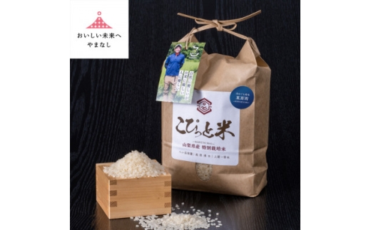 冷めても美味しい![令和7年産]こぴっと米[五百川]白米・2kg 特別栽培米