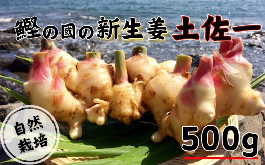 鰹乃國の新生姜 ( 土佐一 ) 500g 高知県産 998543 - 高知県中土佐町