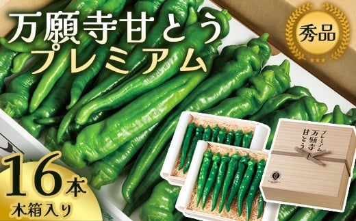 プレミアム 万願寺甘とう 16本入 木箱入 厳選 希少品 特別 高品質 GI 地理的表示 [数量限定][2025年夏発送分] 農協 JA 京の伝統野菜 万願寺とうがらし 甘とう 特別 京都 舞鶴