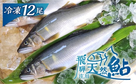 白川村産 飛騨庄川の天然鮎 12尾 18cm以上 鮎 天然 あゆ 魚 岐阜県 白川郷 世界遺産 塩焼き BBQ 30000円 [S512_12bi]