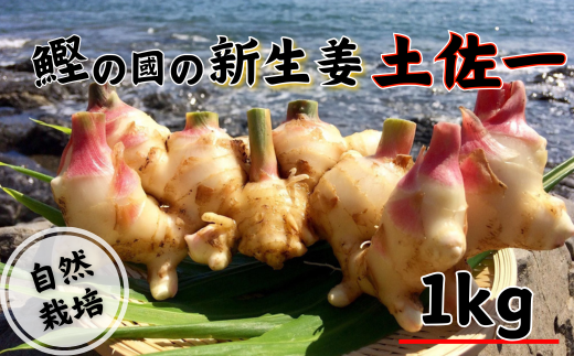 鰹乃國の新生姜 ( 土佐一 ) 1kg 高知県産 998544 - 高知県中土佐町