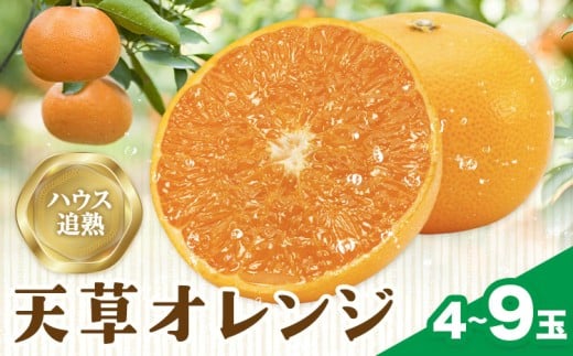 ハウス追熟 天草オレンジ 4玉～9玉入 廣畠農園《1月中旬頃出荷予定》徳島県 佐那河内村 みかん ミカン 蜜柑 柑橘 フルーツ 果物 くだもの【配送不可地域あり】※離島