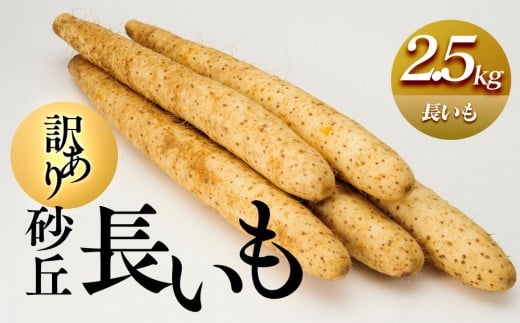 943.≪先行受注≫[訳あり]砂丘長いも2.5kg 長芋 ながいも 鳥取県産 ※11月上旬頃〜3月下旬頃に順次発送予定[野菜 やさい 根菜 とろろ 長芋 芋 いも 鳥取県 北栄町 おすすめ 人気 送料無料]