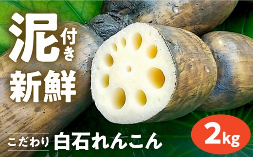 【R7年8月以降発送】【農家直送！】 れんこん（泥付き） 2kg 【れんこんの家やました】/ レンコン 蓮根 佐賀県産 白石町産 野菜 根菜 高品質 九州 佐賀県 白石町 [IAW002]