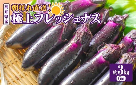 なす 約 3kg 6回定期便  【2025年10月中旬より発送予定】 採れたて 産地直送 農家直送 新鮮 旬 野菜 やさい 茄子 先行予約 期間限定 季節 料理 ご飯 ごはん 高知県安芸市