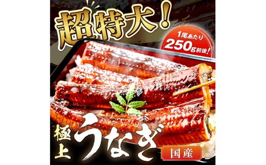 【定期便 隔月×3回】超特大！極上！国産うなぎ蒲焼 2尾 合計500g前後　YK00479