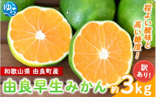 【訳あり】由良早生 みかん 約3kg / 和歌山  わけあり キズ 家庭用 サイズ混合 由良 ※2025年10月上旬～11月上旬頃、順次発送予定【sml126B】 1227634 - 和歌山県由良町