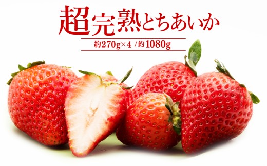 【先行受付:2月以降発送】いちご「茂木完熟いちご」 篠崎さんが育てた 朝どれとちあいか レギュラーサイズ 約270g × 4パック 合計 1080g | いちご イチゴ 苺 とちあいか 完熟 果物 フルーツ くだもの 旬 産地直送 栃木県産 篠崎いちご園 栃木県 茂木町 2259427 - 栃木県茂木町