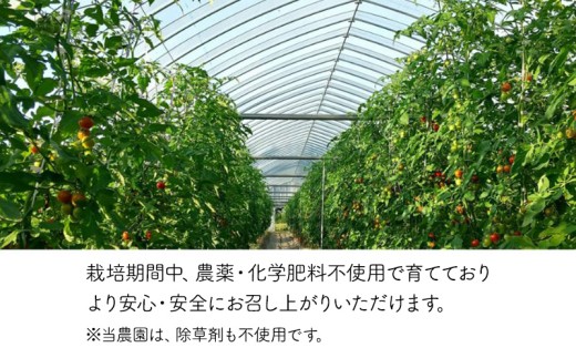 アイテムID:390734の画像4枚目