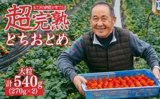 【先行受付:2月以降発送】いちご「茂木完熟いちご」師匠が育てた朝採れとちおとめ 大粒 約270g × 2パック 合計約540g | いちご イチゴ 苺 とちおとめ 完熟 あまい 甘い 果物 フルーツ くだもの 旬 産地直送 栃木県産 関いちご園 栃木県 茂木町 2259443 - 栃木県茂木町