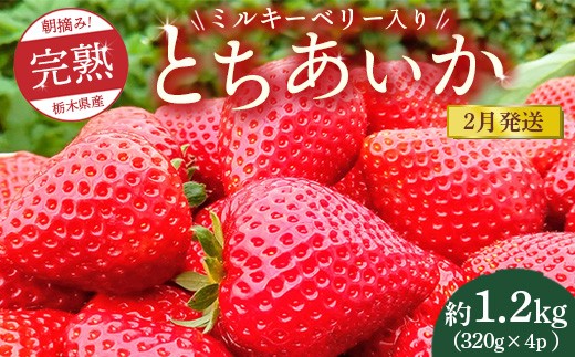 【先行予約】【2月発送】朝摘み！完熟とちあいか《ワンポイントにミルキーベリー入り》1280g（320g×4p）　※離島への配送不可　※2026年2月上旬～2月下旬頃に順次発送予定