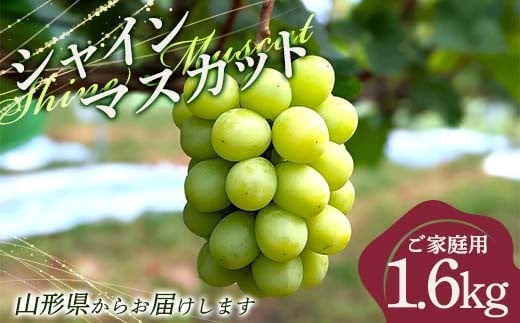 FYN6-200 家庭用 山形県産 シャイマスカット 約1.6kg(3～4房) 2025年9月下旬から順次発送 大粒ぶどう ぶどう ブドウ 葡萄 シャイン マスカット 種なし 大粒 高級 くだもの フルーツ 果物 自宅 家庭 訳あり ワケアリ 産地直送 数量限定 山形県 西川町 月山