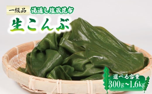 [ 内容量が選べる ] 塩蔵 生こんぶ 300g〜1.6kg 昆布 海藻 三陸 本多商店 岩手県 大船渡市