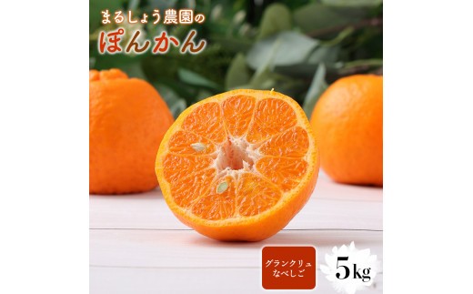 [先行予約]ぽんかん[グランクリュなべしこ] 5kg