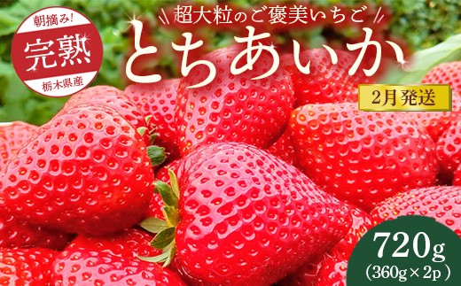 [先行予約][2月発送]1粒60g以上!超大粒の[ご褒美いちご]朝摘み完熟とちあいか 720g(360g×2p) ※離島への配送不可 ※2026年2月上旬〜2月下旬頃に順次発送予定