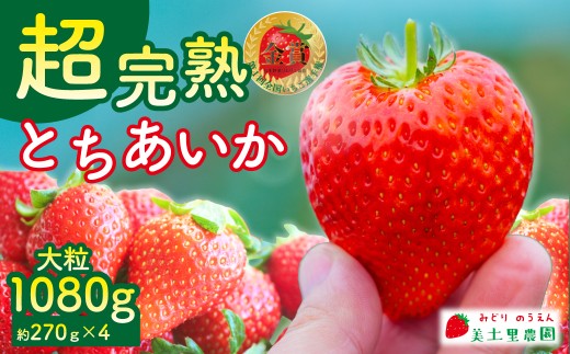 【先行受付：2月以降発送】いちご 「茂木完熟いちご」　美土里農園の朝採れ とちあいか 大粒 約270g × 4パック 合計 約1080g | いちご イチゴ 苺 とちあいか 完熟 果物 甘い あまい フルーツ くだもの 旬 産地直送 栃木県産 美土里農園 栃木県 茂木町