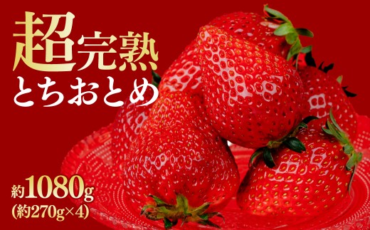 【先行受付：3月以降発送】いちご 鈴木ファームの完熟＆朝摘み とちおとめ レギュラーサイズ 約270g × 4パック 合計 約1080g | いちご イチゴ 苺 とちおとめ 完熟 果物 甘い あまい フルーツ くだもの 旬 産地直送 栃木県産 鈴木ファーム 栃木県 茂木町 2259544 - 栃木県茂木町