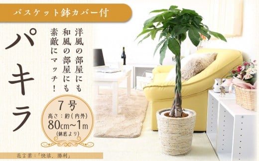 【観葉植物】パキラ 7号 ホワイトバスケット鉢カバー 高さ：約80cm～1m内外(鉢底より) ｜観葉植物 インテリア 部屋 おしゃれ 福岡県筑前町 送料無料 2081639 - 福岡県筑前町