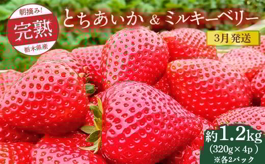 [先行予約][3月発送]朝摘み!完熟とちあいか&ミルキーベリーの紅白セット 1280g(320g×4p(各2パック) ) ※離島への配送不可 ※2026年3月上旬〜3月下旬頃に順次発送予定