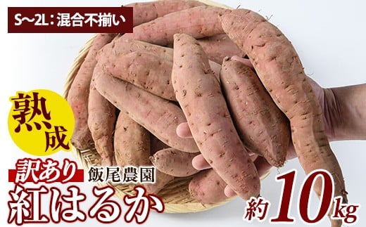 《訳あり》飯尾農園 紅はるか  約10kg 芋 いも さつまいも サツマイモ 鹿児島県産 国産 長島町産 べにはるか 熟成【飯尾農園】miio-6125