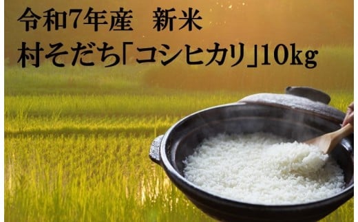【宮代町】新しい村で育てた  コシヒカリ「村そだち」令和７年産新米   １０ｋｇ 1482699 - 埼玉県宮代町