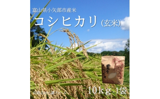 ＜新米先行受付 2025年10月上旬～順次発送＞令和7年富山県産「コシヒカリ」(玄米)10kg×1袋【1656062】 2238650 - 富山県小矢部市