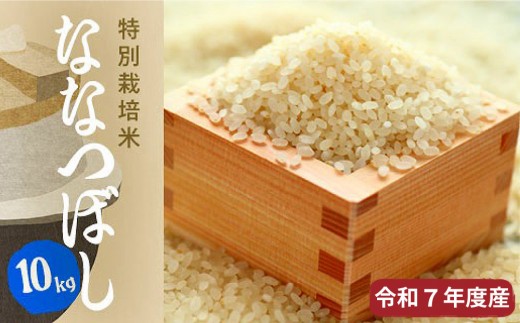 【R7年産新米先行予約】北海道産特別栽培米 アポイ米(ななつぼし)10kg(5kg×2袋) 684513 - 北海道様似町