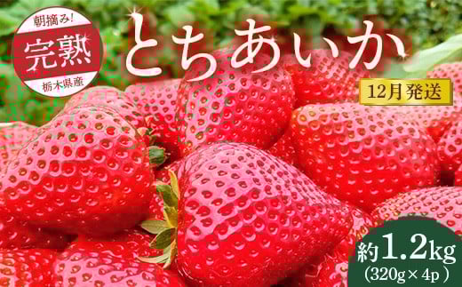 【先行予約】【12月発送】朝摘み！完熟とちあいか 1280g（320g×4p）　※離島への配送不可　※2025年12月上旬～12月下旬頃に順次発送予定