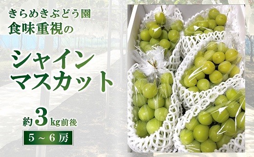 【令和7年産先行予約】 シャインマスカット 3kg前後 (5～6房入り) 《令和7年9月下旬～発送》 『きらめきぶどう園』 マスカット ぶどう 果物 フルーツ デザート 山形南陽産 山形県 南陽市 [2426]