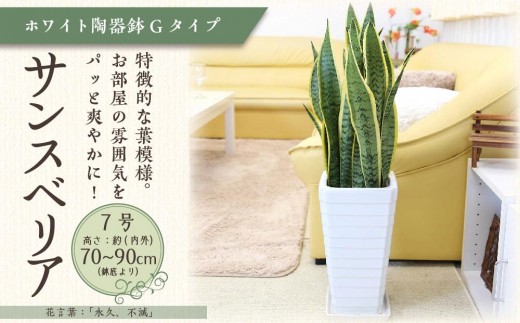 サンスベリア 7号 ホワイト陶器鉢 Gタイプ 高さ:約70～ 90cm 土の表面：ウッドチップ 【観葉植物 植物 サンスベリア 7号 鉢付 インテリア 部屋 室内 オフィス 癒し エコ グリーン マイナスイオン リラックス オシャレ おしゃれ ギフト プレゼント 贈り物 人気 おすすめ  福岡県筑前町 送料無料 AG014】 970735 - 福岡県筑前町