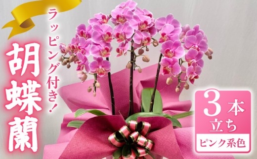 胡蝶蘭 ミディー胡蝶蘭 ピンク系 6号 3本立ち ラッピング付き 寄せ植え 花 お花 flower 植物 コンパクト 品種 おまかせ お楽しみ 家庭用 鑑賞 インテリア 贈答 記念日 ギフト プレゼント お祝い 祝い 誕生日 還暦 米寿 お歳暮 お中元 贈り物 送料無料 ふるさと納税 千葉県 旭市 椎名洋ラン園 sye015