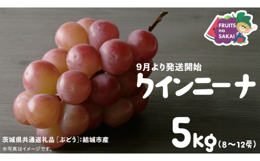 クインニーナ 5kg （8～12房）【2025年9月より発送開始】（茨城県共通返礼品 [ぶどう]：結城市産） 葡萄 赤ぶどう 旬 お取り寄せ フルーツ 甘い 希少品種 デザート