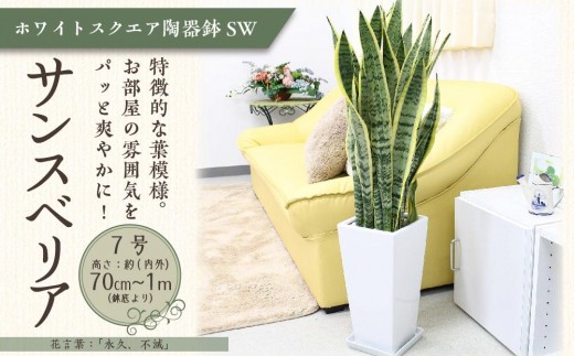サンスベリア 7号 ホワイトスクエア陶器鉢SW 高さ：約70cm～1m 【観葉植物 植物 サンスベリア 7号 鉢付 インテリア 部屋 室内 オフィス 癒し エコ グリーン マイナスイオン リラックス オシャレ おしゃれ ギフト プレゼント 贈り物 人気 おすすめ  福岡県筑前町 送料無料 AG002】 921054 - 福岡県筑前町