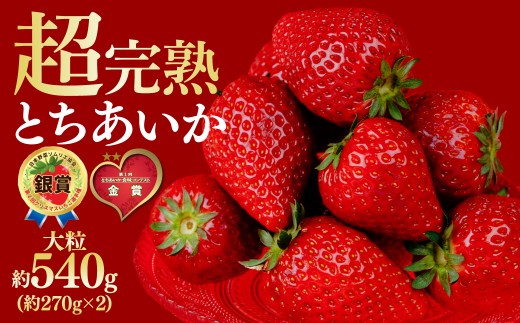[先行受付:1月中旬以降発送]いちご 鈴木ファームの とちあいか 大粒 約270g × 2パック 合計 約540g | いちご イチゴ 苺 とちあいか 完熟 果物 フルーツ くだもの 旬 産地直送 栃木県産 鈴木ファーム 栃木県 茂木町