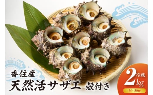 【兵庫県香住産 天然 活 サザエ 2kg(14~20個)冷蔵】香住で水揚げされた新鮮なサザエをお届け つぼ焼き 炊き込みご飯 サザエ飯 酒の肴 磯の香り 風味豊か さざえ 新鮮 天然 海鮮 大人気 夏休み BBQ バーベキュー キャンプ お盆 海 日本海 兵庫県 香美町 香住 柴山 宿院商店 33-20 836324 - 兵庫県香美町