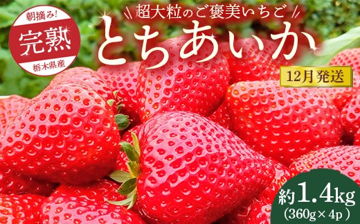 【先行予約】【12月発送】1粒60g以上！超大粒の《ご褒美いちご》朝摘み完熟とちあいか　1440g（360g×4p）　※離島への配送不可　※2025年12月上旬～12月下旬頃に順次発送予定